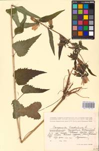 Campanula trachelium L., Eastern Europe, Volga-Kama region (E7) (Russia)