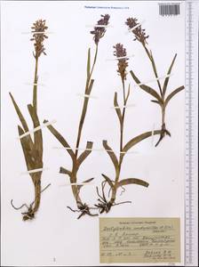 Dactylorhiza incarnata subsp. cilicica (Klinge) H.Sund., Middle Asia, Pamir & Pamiro-Alai (M2) (Tajikistan)