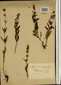 Stachys recta L., Eastern Europe, Middle Volga region (E8) (Russia)