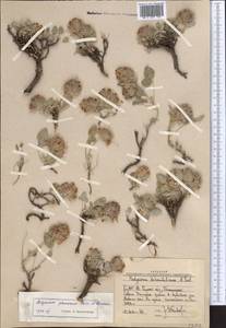 Hedysarum plumosum Boiss. & Hausskn., Middle Asia, Western Tian Shan & Karatau (M3) (Uzbekistan)