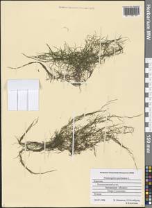 Stuckenia pectinata (L.) Börner, Eastern Europe, Northern region (E1) (Russia)