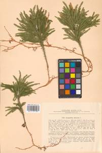 Dendrolycopodium obscurum (L.) A. Haines, Siberia, Russian Far East (S6) (Russia)