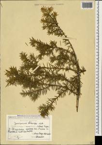 Juniperus communis var. saxatilis Pall., Caucasus, Georgia (K4) (Georgia)