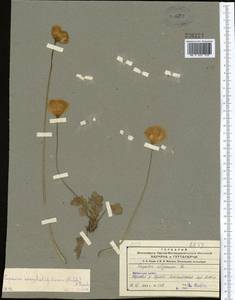 Papaver croceum Ledeb., Middle Asia, Northern & Central Tian Shan (M4) (Kazakhstan)