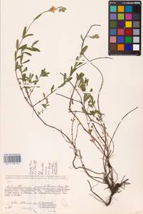 Helianthemum nummularium (L.) Mill., Eastern Europe, Belarus (E3a) (Belarus)
