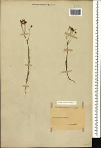 Linum tenuifolium L., Caucasus, Stavropol Krai, Karachay-Cherkessia & Kabardino-Balkaria (K1b) (Russia)