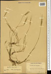 Aegilops triuncialis L., Caucasus (no precise locality) (K0)