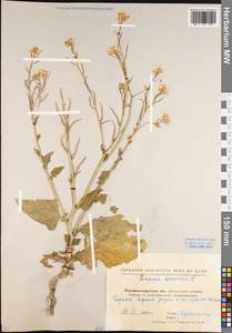Rhamphospermum arvense (L.) Andrz. ex Besser, Eastern Europe, North Ukrainian region (E11) (Ukraine)