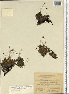 Dryas integrifolia subsp. crenulata (Juz.) Scoggan, Siberia, Russian Far East (S6) (Russia)