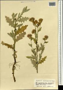 Cirsium arvense (L.) Scop., Mongolia (MONG) (Mongolia)