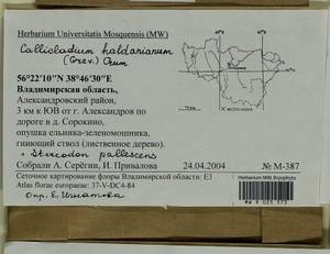 Callicladium haldaneanum (Grev.) H.A. Crum, Bryophytes, Bryophytes - Middle Russia (B6) (Russia)