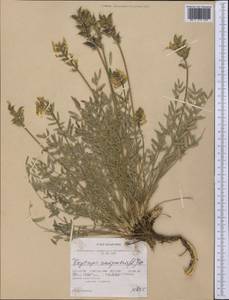 Oxytropis campestris (L.)DC., America (AMER) (United States)