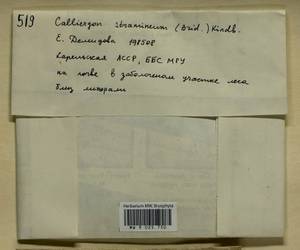 Calliergon cordifolium (Hedw.) Kindb., Bryophytes, Bryophytes - Karelia, Leningrad & Murmansk Oblasts (B4) (Russia)