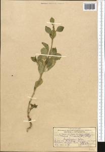 Cleome coluteoides Boiss., Middle Asia, Kopet Dag, Badkhyz, Small & Great Balkhan (M1) (Turkmenistan)