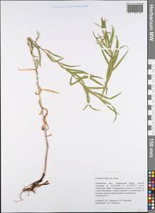 Galatella biflora (L.) Nees, Eastern Europe, Central forest-and-steppe region (E6) (Russia)