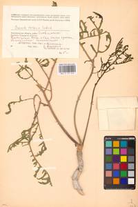 Crambe tataria Sebeók, Eastern Europe, Lower Volga region (E9) (Russia)