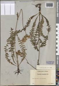 Filipendula vulgaris Moench, Eastern Europe, Latvia (E2b) (Latvia)