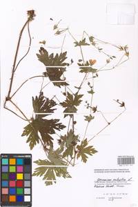 Geranium palustre L., Eastern Europe, Moscow region (E4a) (Russia)