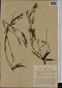 Lathyrus pannonicus (Jacq.)Garcke, Western Europe (EUR) (Italy)