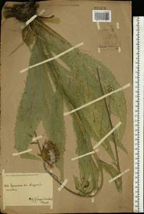 Cirsium canum (L.) All., Eastern Europe, Eastern region (E10) (Russia)