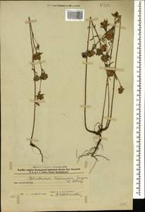 Helianthemum ledifolium subsp. lasiocarpum (Jacques & Hérincq) Nyman, Caucasus, Azerbaijan (K6) (Azerbaijan)