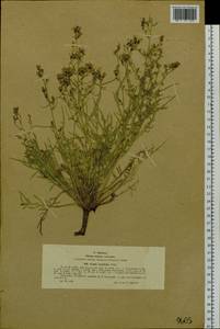 Crepidiastrum tenuifolium (Willd.) Sennikov, Siberia, Western (Kazakhstan) Altai Mountains (S2a) (Kazakhstan)