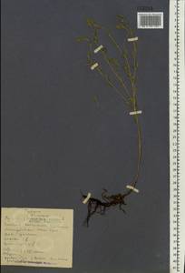 Buglossoides arvensis (L.) I.M.Johnst., Eastern Europe, Northern region (E1) (Russia)