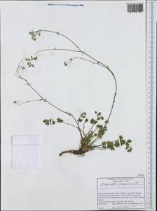 Pimpinella tragium Vill., Western Europe (EUR) (Greece)