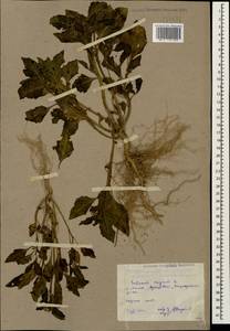 Solanum nigrum L., Caucasus, Dagestan (K2) (Russia)