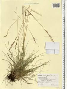 Festuca trachyphylla (Hack.) Hack., Eastern Europe, Western region (E3) (Russia)