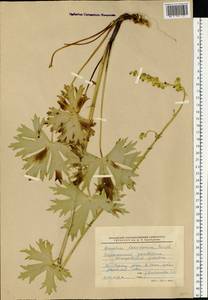 Aconitum lycoctonum subsp. lasiostomum (Rchb.) Warncke, Eastern Europe, Lower Volga region (E9) (Russia)