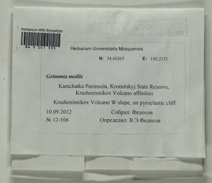 Grimmia mollis Bruch & Schimp., Bryophytes, Bryophytes - Chukotka & Kamchatka (B21) (Russia)