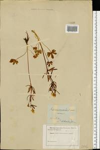 Ranunculus auricomus L., Eastern Europe, North-Western region (E2) (Russia)