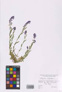 Polygala vulgaris L., Eastern Europe, North-Western region (E2) (Russia)