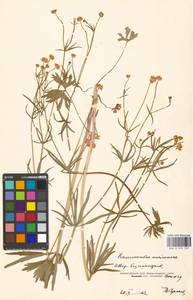 Ranunculus auricomus L., Eastern Europe, Moscow region (E4a) (Russia)