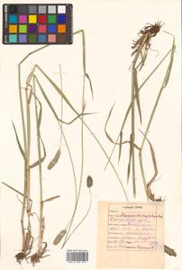 Alopecurus brachystachyus M.Bieb., Siberia, Russian Far East (S6) (Russia)