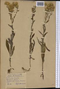 Pentanema britannicum (L.) D. Gut. Larr., Santos-Vicente, Anderb., E. Rico & M. M. Mart. Ort., Eastern Europe, Eastern region (E10) (Russia)
