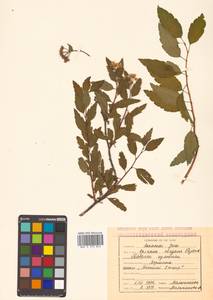 Spiraea flexuosa Fisch. ex Cambess., Siberia, Russian Far East (S6) (Russia)