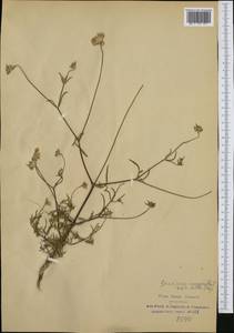 Lomelosia argentea (L.) Greuter & Burdet, Western Europe (EUR) (Italy)