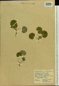 Chrysosplenium alternifolium L., Eastern Europe, West Ukrainian region (E13) (Ukraine)