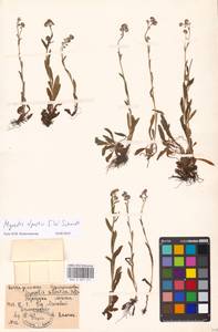 Myosotis alpestris, Eastern Europe, Moscow region (E4a) (Russia)