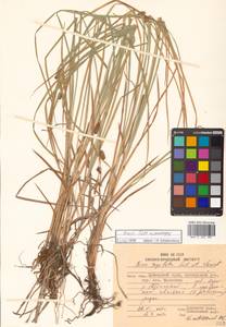 Carex tegulata H.Lév. & Vaniot, Siberia, Russian Far East (S6) (Russia)