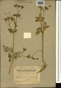 Chaerophyllum nodosum (L.) Crantz, Caucasus, Armenia (K5) (Armenia)