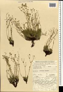 Chamaerhodos trifida Ledeb., Mongolia (MONG) (Mongolia)
