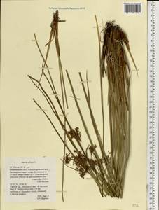 Juncus effusus L., Eastern Europe, Central region (E4) (Russia)