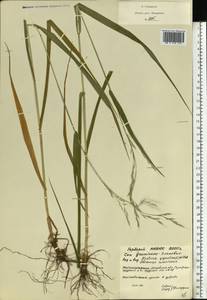 Lolium giganteum (L.) Darbysh., Eastern Europe, Moscow region (E4a) (Russia)