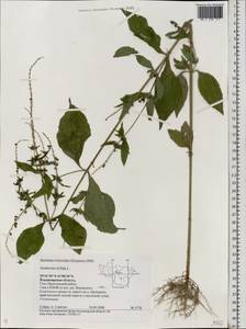 Ambrosia trifida L., Eastern Europe, Central region (E4) (Russia)