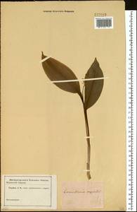 Convallaria majalis L., Siberia (no precise locality) (S0) (Russia)