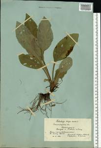 Solidago virgaurea L., Eastern Europe, Lower Volga region (E9) (Russia)