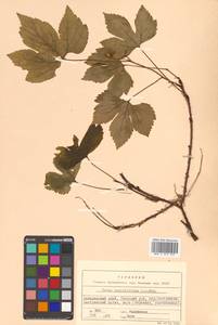 Rubus humulifolius C. A. Mey., Siberia, Russian Far East (S6) (Russia)